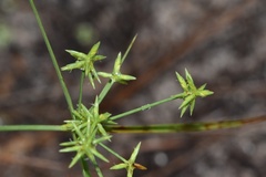 Cyperus grayioides