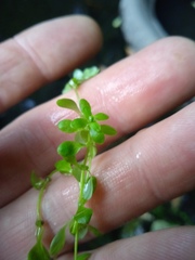 Callitriche palustris