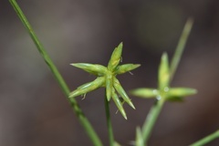 Cyperus grayioides