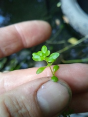 Callitriche palustris