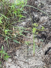 Cyperus grayioides