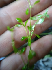 Callitriche palustris