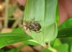 Phelypera distigma