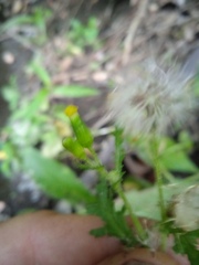 Senecio vulgaris