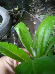 Cirsium arvense vestitum