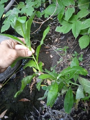 Cirsium arvense vestitum