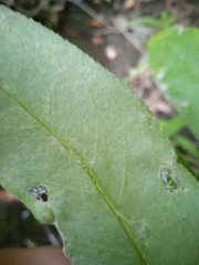 Cirsium arvense vestitum