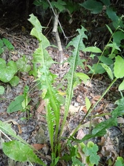 Taraxacum officinale