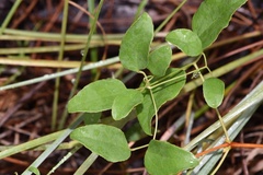 Clematis pitcheri pitcheri