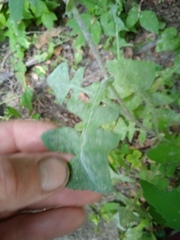 Sonchus oleraceus