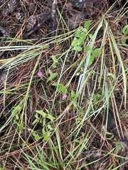 Clematis pitcheri pitcheri