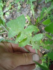 Sonchus oleraceus