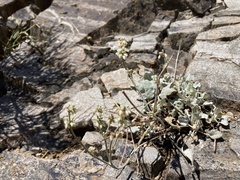 Eriogonum rupinum
