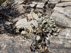 Eriogonum rupinum