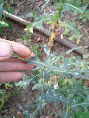 Lactuca serriola