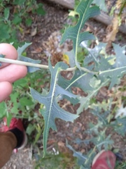 Lactuca serriola