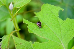 Metacycla marginata
