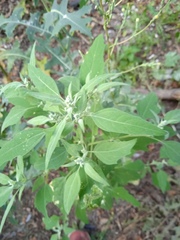 Chenopodium album