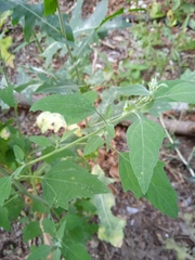 Chenopodium album