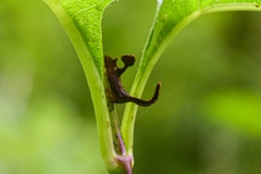 Cladonota
