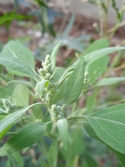 Chenopodium album