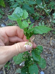 Solanum nigrum