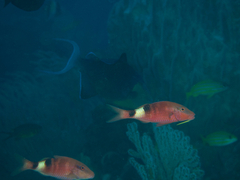 Parupeneus multifasciatus