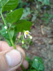 Solanum nigrum