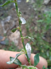 Polygonum
