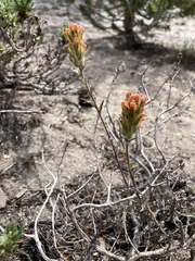 Castilleja praeterita