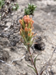 Castilleja praeterita