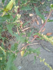 Atriplex tatarica