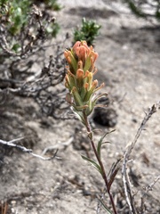 Castilleja praeterita