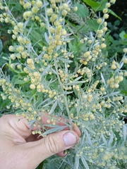 Artemisia absinthium