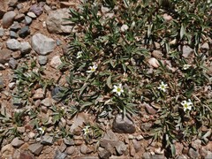 Sibbaldianthe sericea