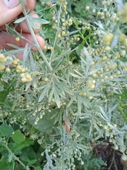 Artemisia absinthium