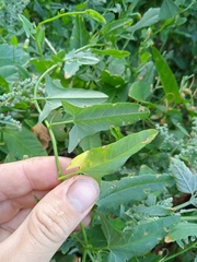 Convolvulus arvensis