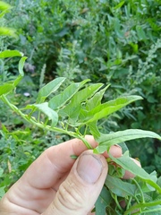Convolvulus arvensis