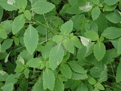 Neolasioptera impatientifolia