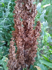Rumex patientia