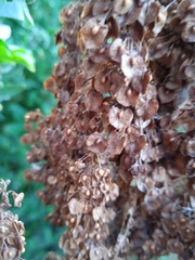 Rumex patientia