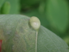 Neolasioptera impatientifolia