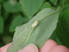 Neolasioptera impatientifolia