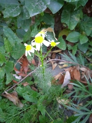 Tripleurospermum inodorum
