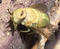 Chlorotabanus crepuscularis