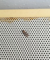 Blastobasidae