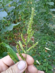 Echinochloa crus-galli