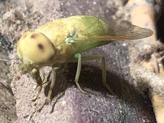 Chlorotabanus crepuscularis