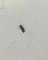 Blastobasidae
