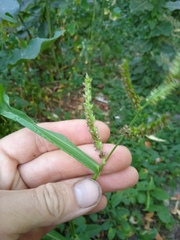 Echinochloa crus-galli